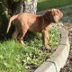 Rhodesian ridgeback puppies