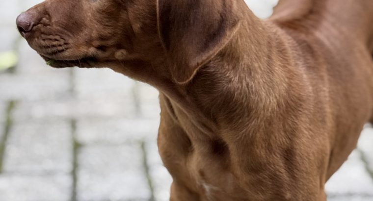 Rhodesian ridgeback puppies