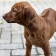Rhodesian ridgeback puppies
