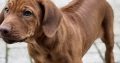 Rhodesian ridgeback puppies