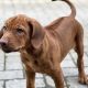 Rhodesian ridgeback puppies