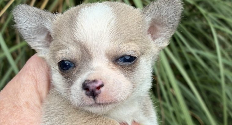 Chihuahua