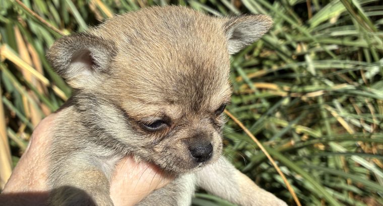Chihuahua