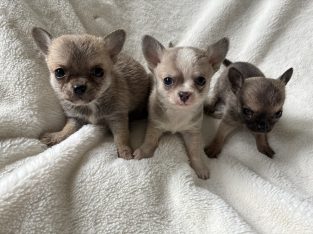 Chihuahua