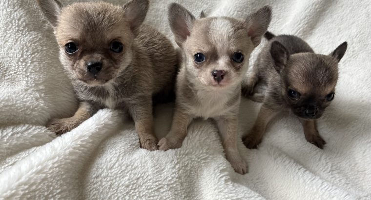 Chihuahua
