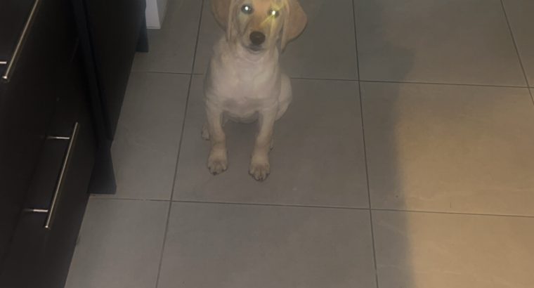 Labrador puppy
