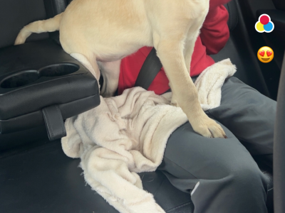 Labrador puppy