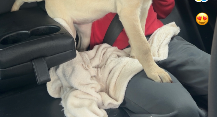 Labrador puppy