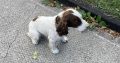 Labrador and Springer