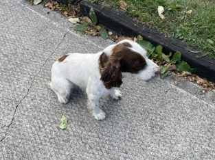 Springer Spaniel