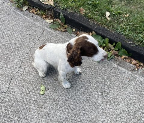Labrador and Springer