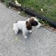 Labrador and Springer