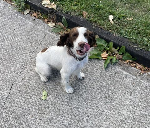 Labrador and Springer