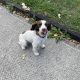Labrador and Springer