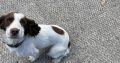 Labrador and Springer
