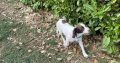 Labrador and Springer