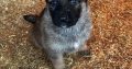 German shepherd puppies