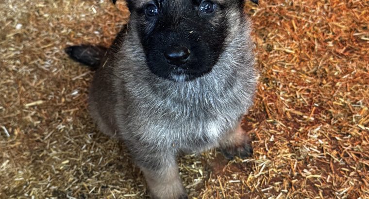 German shepherd puppies