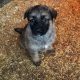 German shepherd puppies