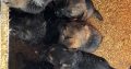 German shepherd puppies