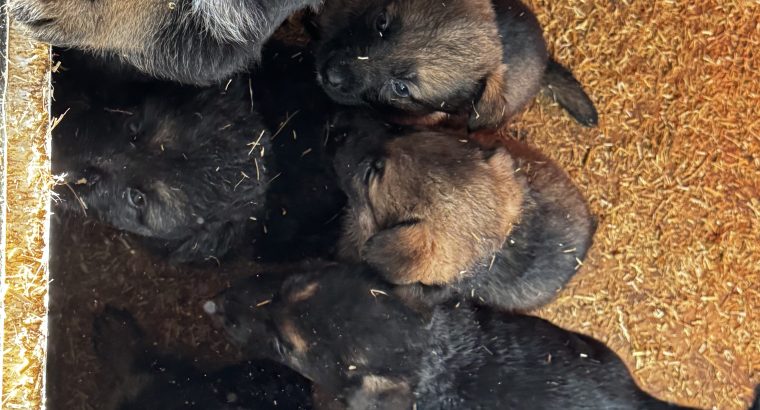 German shepherd puppies