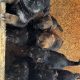 German shepherd puppies