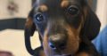 4 miniature Dachshund puppies