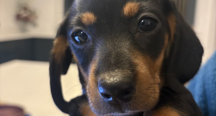 4 miniature Dachshund puppies
