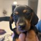 4 miniature Dachshund puppies