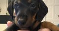 4 miniature Dachshund puppies