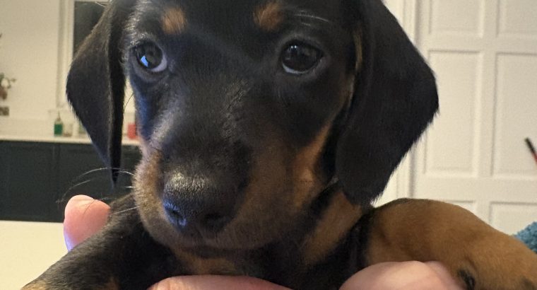 4 miniature Dachshund puppies