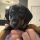 4 miniature Dachshund puppies