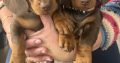 4 miniature Dachshund puppies