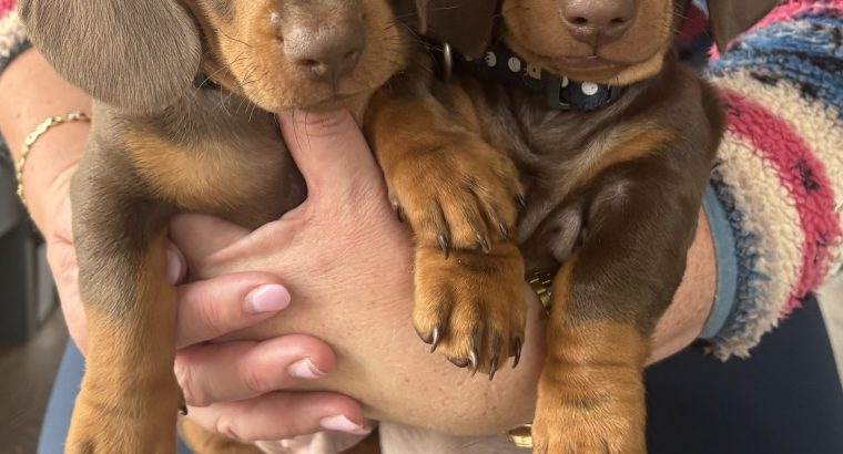 4 miniature Dachshund puppies