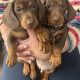4 miniature Dachshund puppies