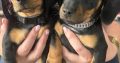 4 miniature Dachshund puppies