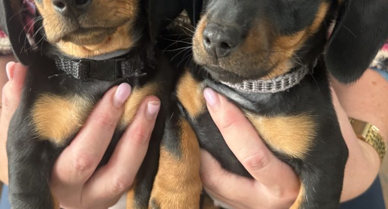 4 miniature Dachshund puppies