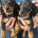 4 miniature Dachshund puppies