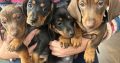 4 miniature Dachshund puppies