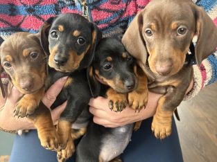 4 miniature Dachshund puppies