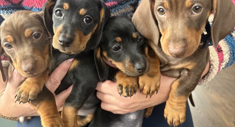 4 miniature Dachshund puppies