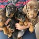 4 miniature Dachshund puppies