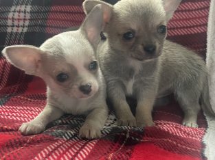 Chihuahua