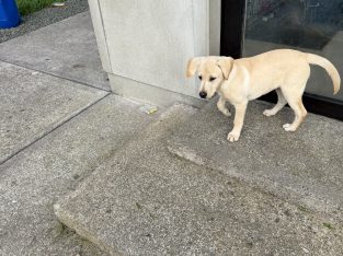 Golden Labrador Puppy for Sale. Male