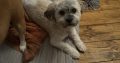 Lovely little man free to a good home