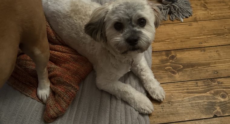 Lovely little man free to a good home