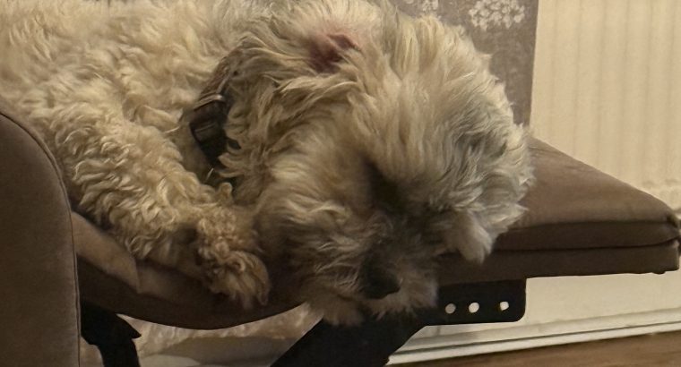Lovely little man free to a good home