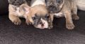 3 FEMALE FRENCHIES FOR SALE