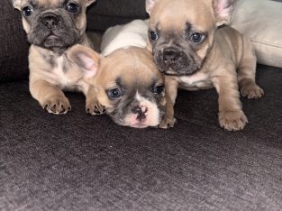 3 FEMALE FRENCHIES FOR SALE