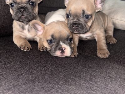 3 FEMALE FRENCHIES FOR SALE